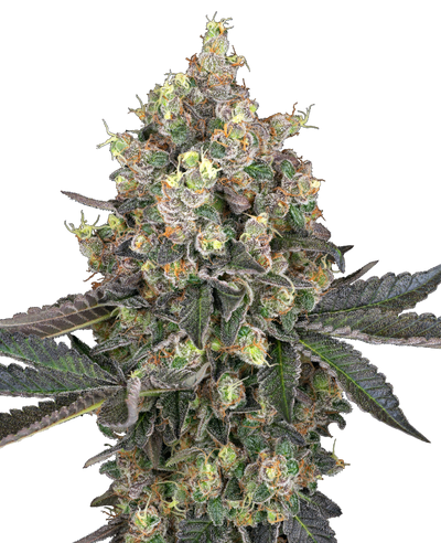 Sweet berry breeze (3) 100% sensi seeds