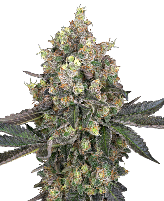 Sweet berry breeze (3) 100% sensi seeds