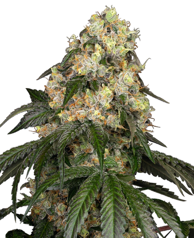 White biscotti og xxl 100% sensi seeds