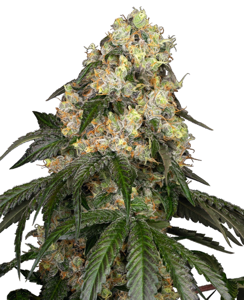 White biscotti og xxl 100% sensi seeds