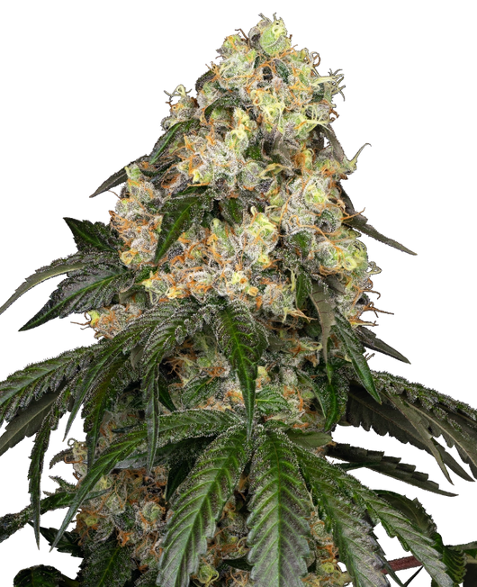 White biscotti og xxl 100% sensi seeds