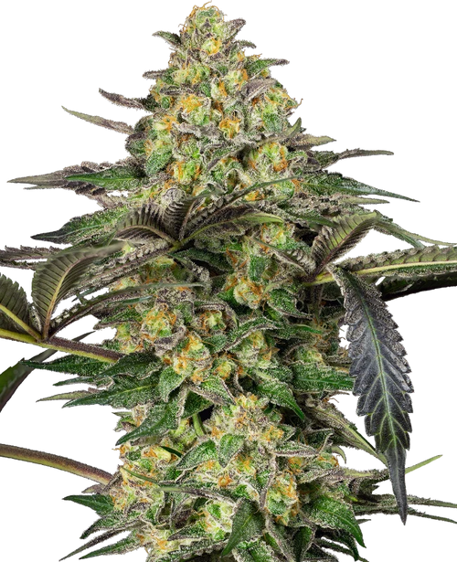 Grapevine candy 100% sensi seeds