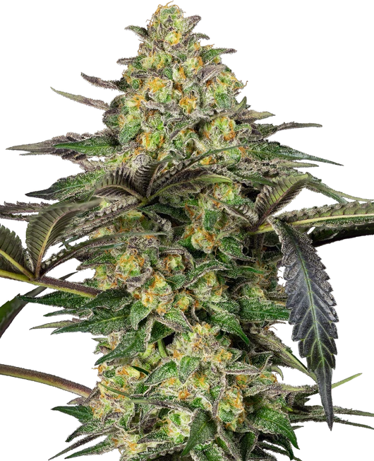Grapevine candy 100% sensi seeds