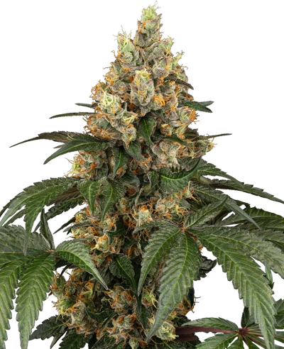 Chocolate rainbow xxl 100% sensi seeds