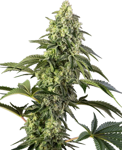 Cosmic kiss 100% sensi seeds