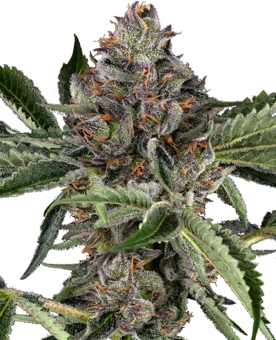 Papaya jealousy 100% sensi seeds
