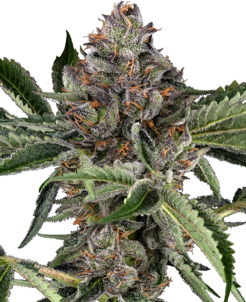Papaya jealousy 100% sensi seeds