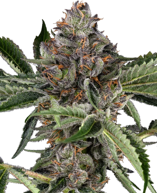 Papaya jealousy 100% sensi seeds