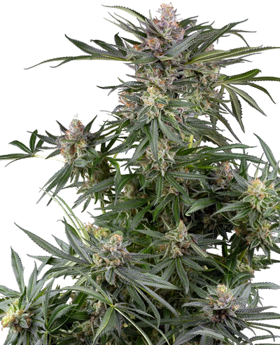 Dosimosa 100% sensi seeds