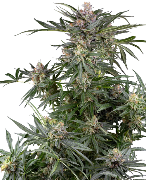 Dosimosa 100% sensi seeds