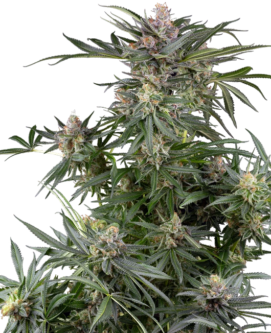 Dosimosa 100% sensi seeds