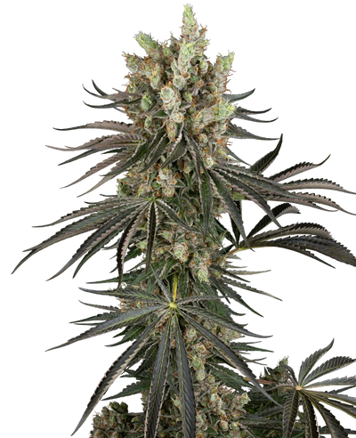 Slam dank 100% sensi seeds