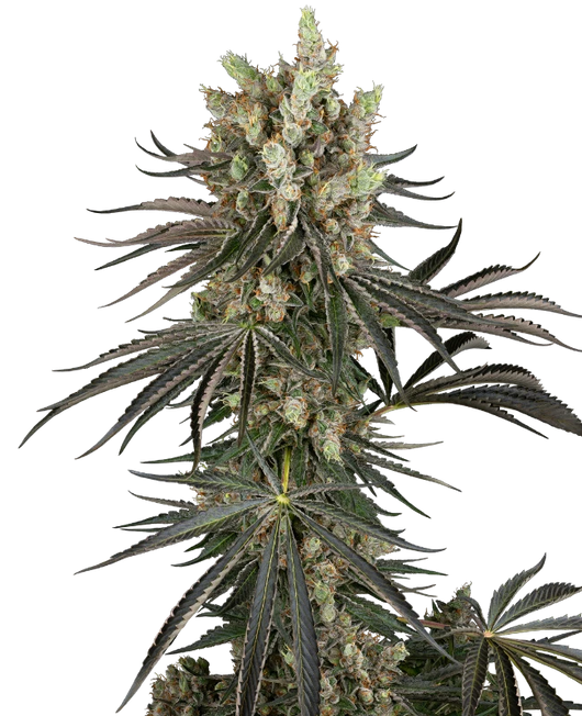 Slam dank 100% sensi seeds