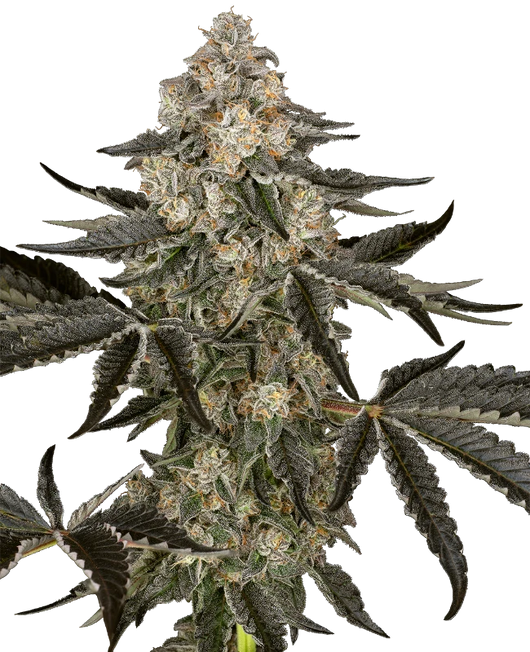 Sauvignon auto sensi seeds