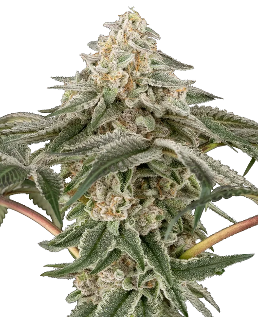 Black lily 100% sensi seeds