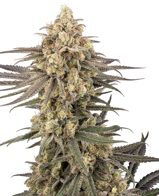 Frosted grapes xxl 100% sensi seeds