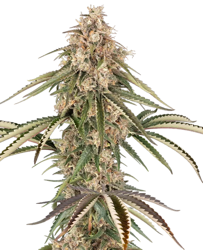 Garlic gas 100% sensi seeds