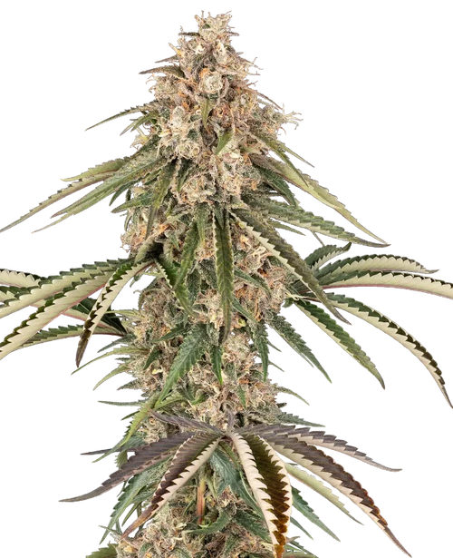 Garlic gas 100% sensi seeds