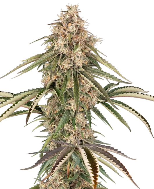 Garlic gas 100% sensi seeds