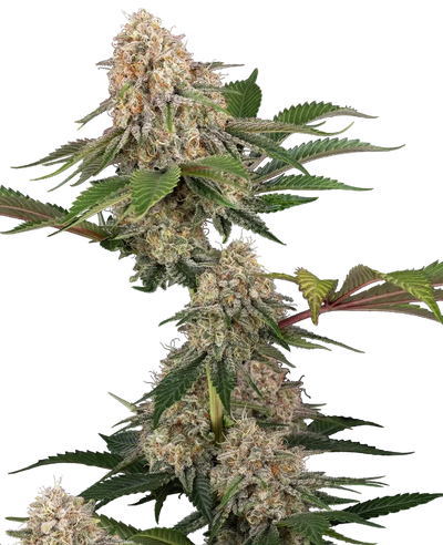 Sticky berry mints xxl 100% sensi seeds