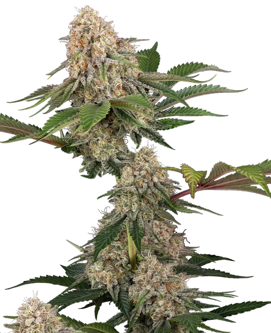 Sticky berry mints xxl 100% sensi seeds