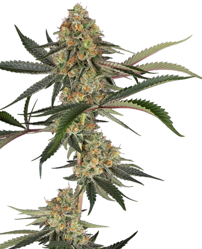 Super lemon cherry 100% sensi seeds