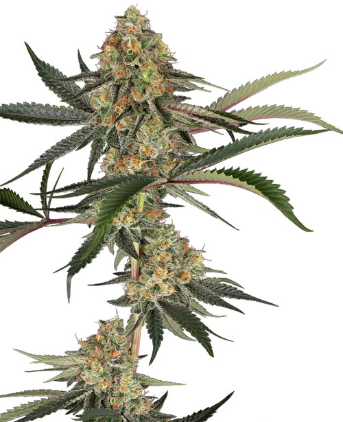 Super lemon cherry 100% sensi seeds