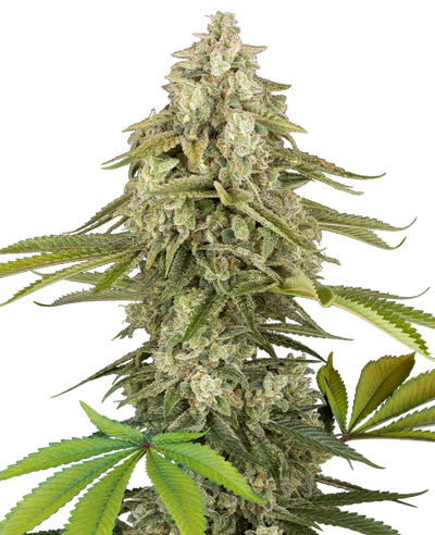 Tangie jungle juice 100% sensi seeds