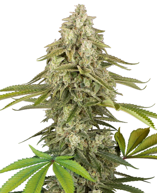 Tangie jungle juice 100% sensi seeds