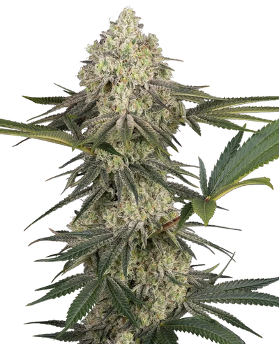 Triple mints xxl 100% sensi seeds
