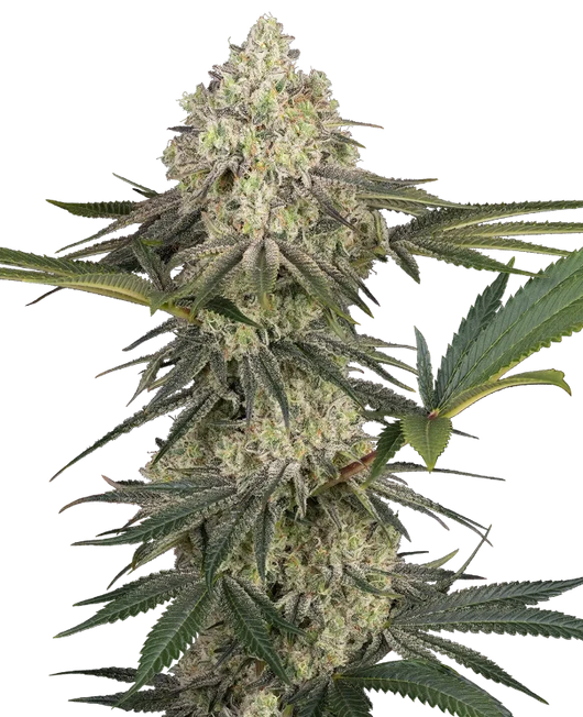 Triple mints xxl 100% sensi seeds