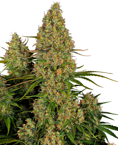Sticky orange xxl auto sensi seeds