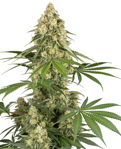 Sticky organge xxl 100% sensi seeds
