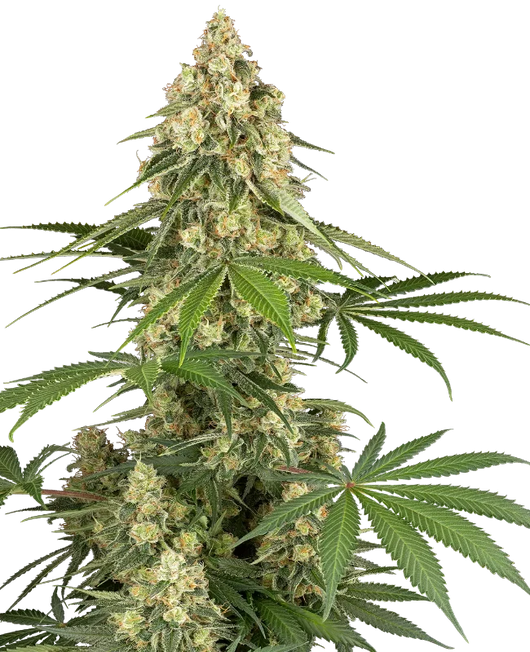 Sticky organge xxl 100% sensi seeds