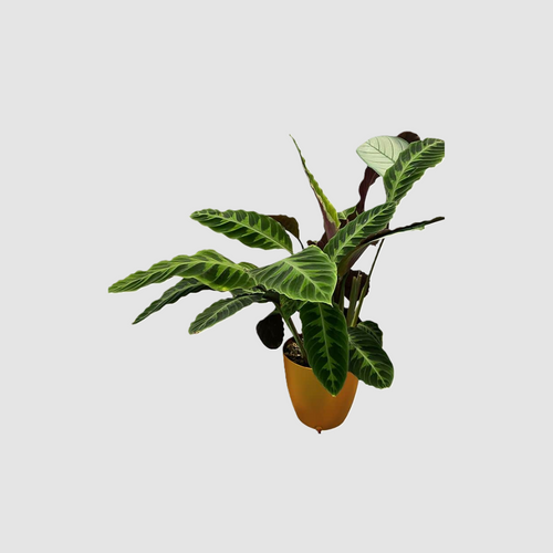 Khloris watering system (extensión) morado autopot