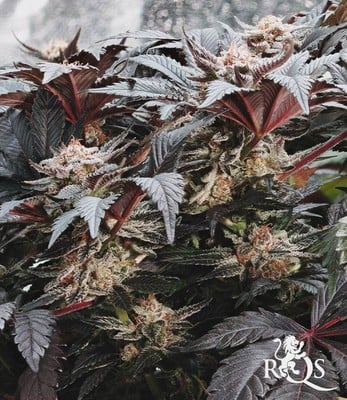Fruit spirit 100% royal queen seeds