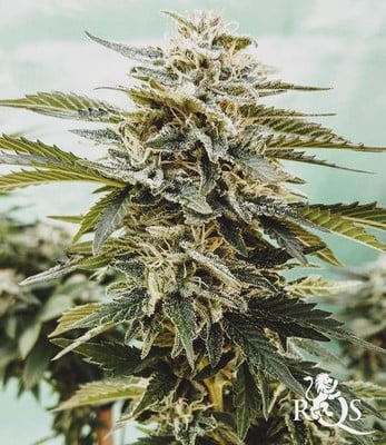 Power flower 100% royal queen seeds