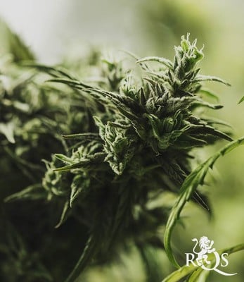 Painkiller xl cbd 100% royal queen seeds