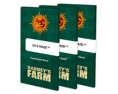 G13 haze 100% barney's farm seeds