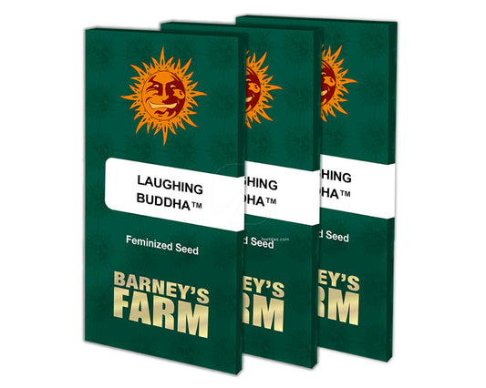 Laughing buddha 100% barney's farm seeds