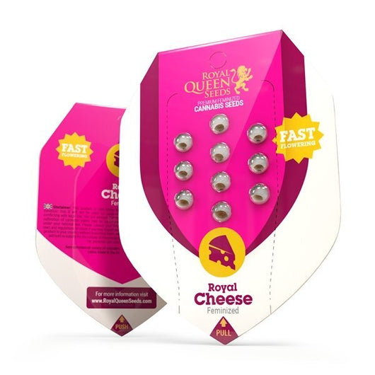 Royal cheese fast flowering royal queen seeds