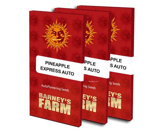 Pineapple express auto barney barney's farm seeds