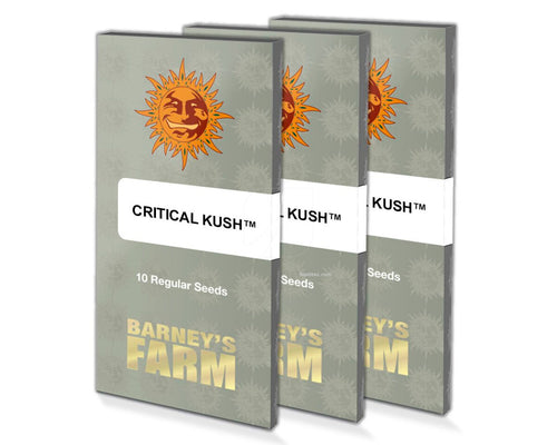 Critical kush (1) 100% barney´s farm seeds
