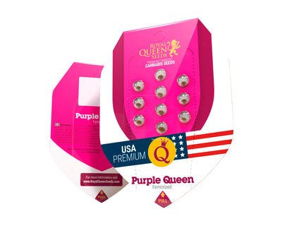 Purple queen 100% royal queen seeds