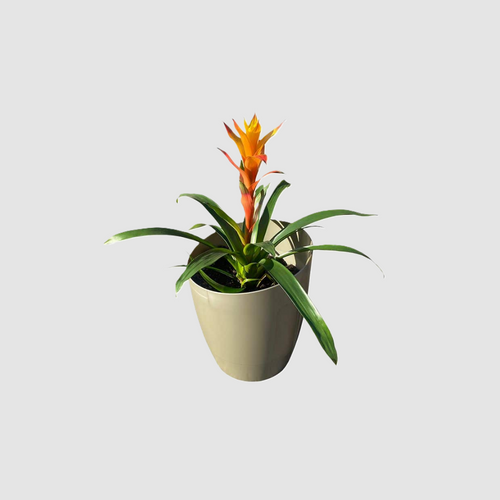 Khloris watering system (extensión) morado autopot