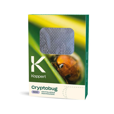 Cryptobug 500 koppert