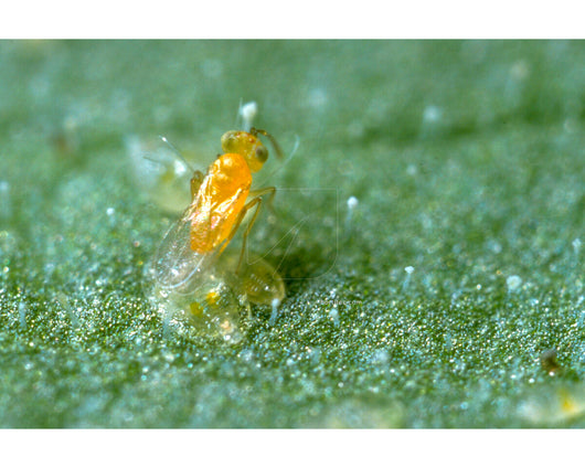 Ercal 3000 eretmocerurs eremicus (mosca blanca) koppert