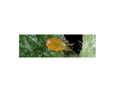 Spical ulti-mite/100/100 por sobre (neoseilus californicus) koppert