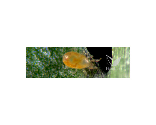 Spical ulti-mite/100/100 por sobre (neoseilus californicus) koppert