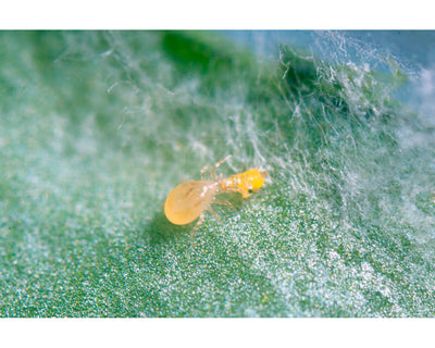 Ulti-mite swirski sobre (trips, mosca blanca y araña roja) koppert